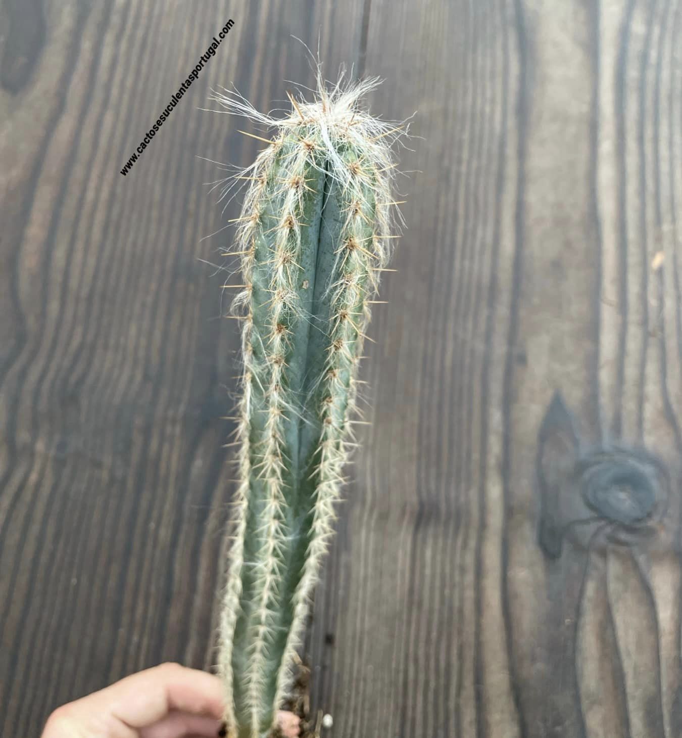 Pilosocereus leucocephalus 'Old Man Cactus'