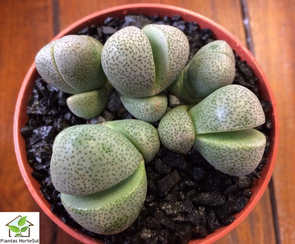 Pleiospilos nelii
