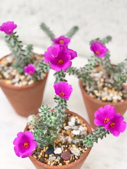 Portulaca werdermannii