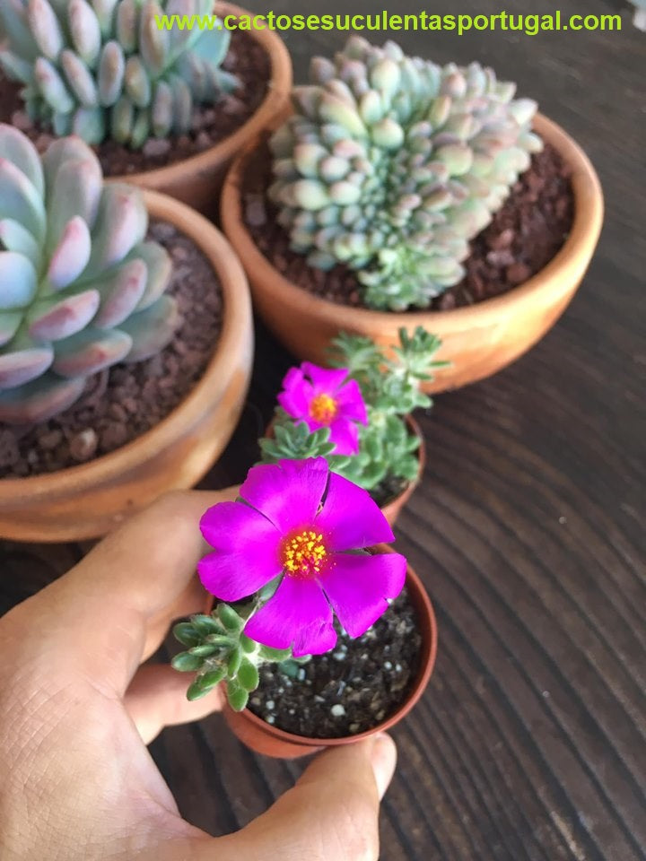 Portulaca werdermannii