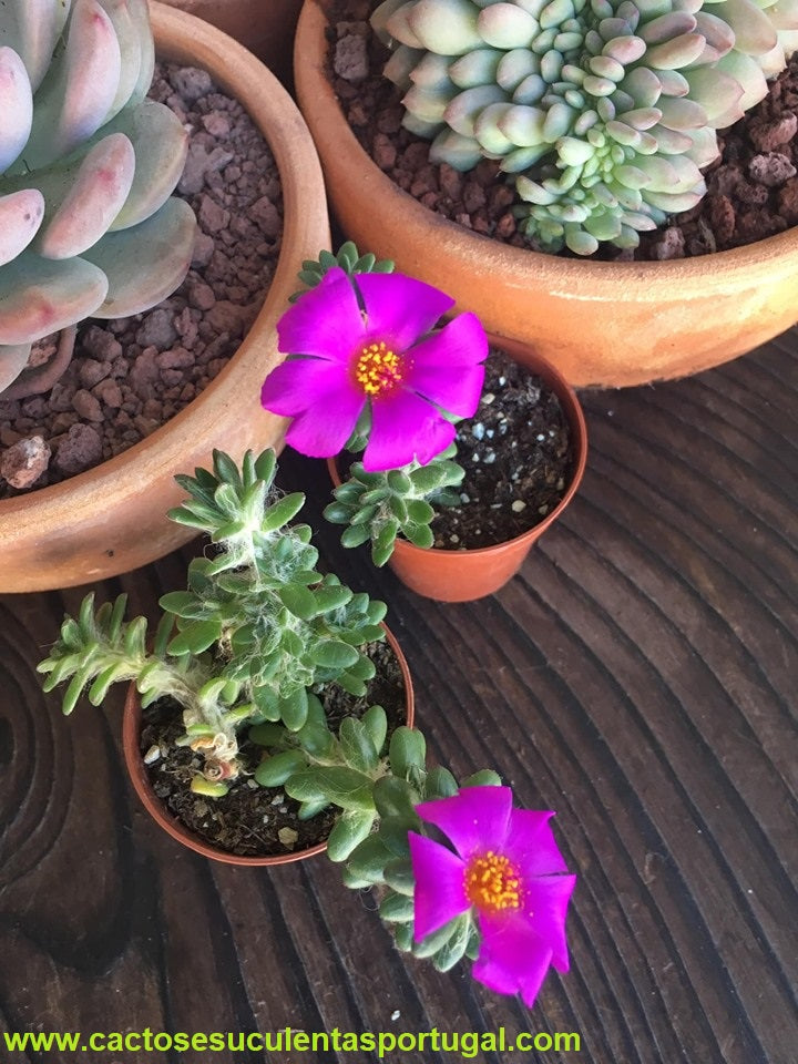 Portulaca werdermannii
