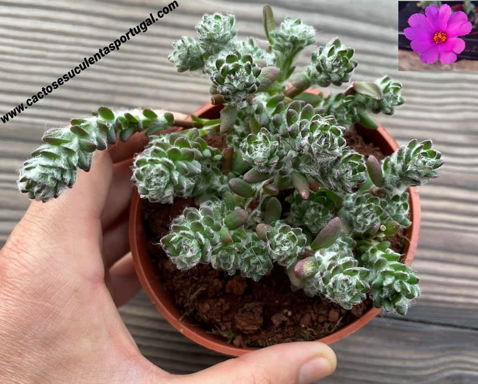 Portulaca werdermannii
