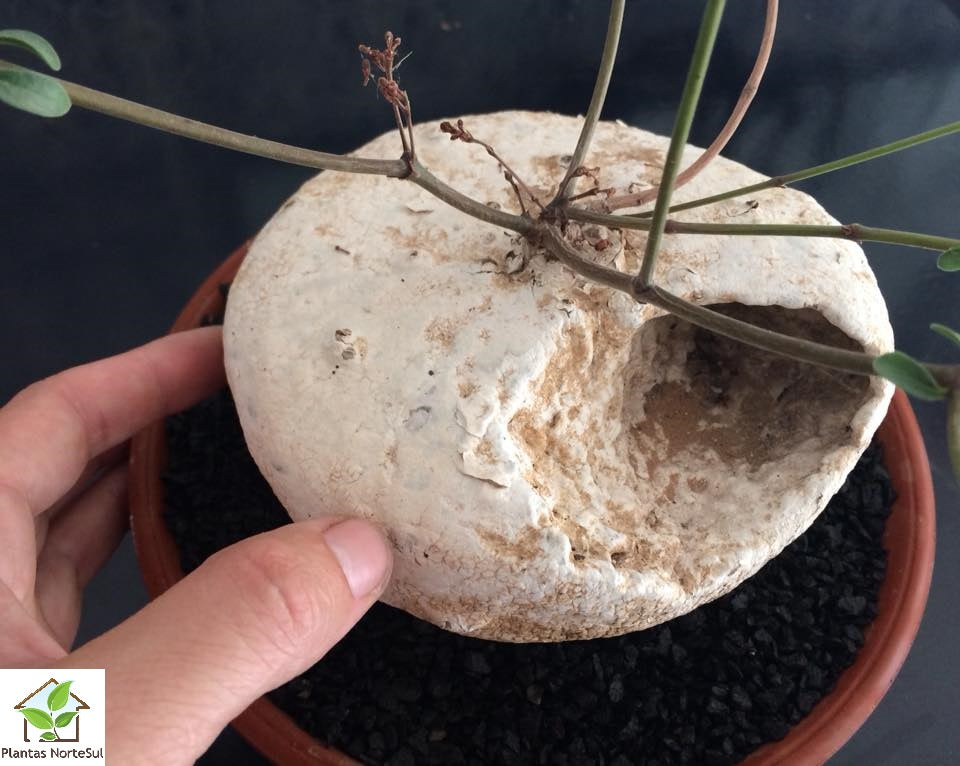 Raphionacme Burkei