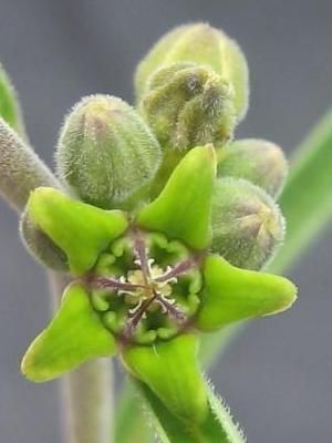 Raphionacme Burkei