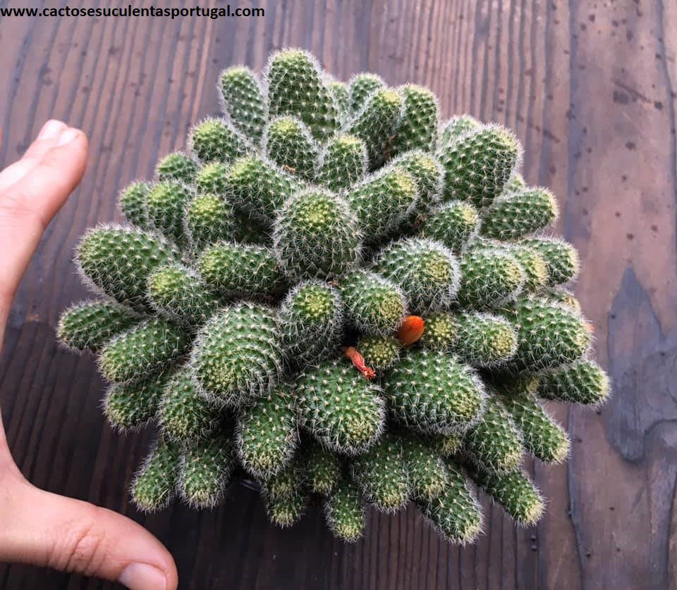 rebutia deminuta Rebutia Deminuta