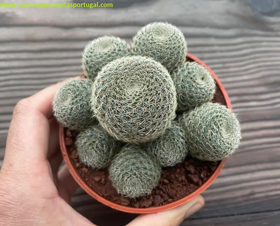 Rebutia heliosa subs. cajasensis