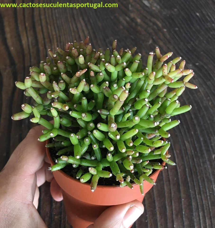 Rhipsalis Erecto Salicornioides