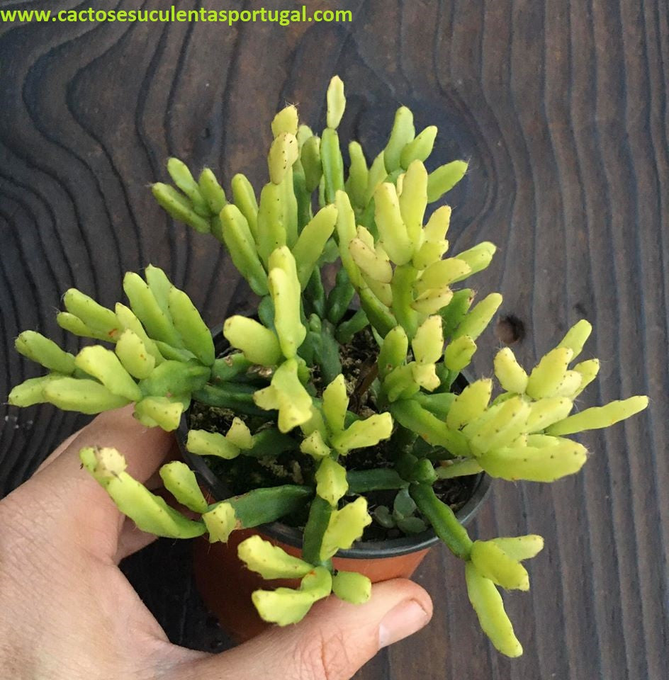 Rhipsalis cereuscula
