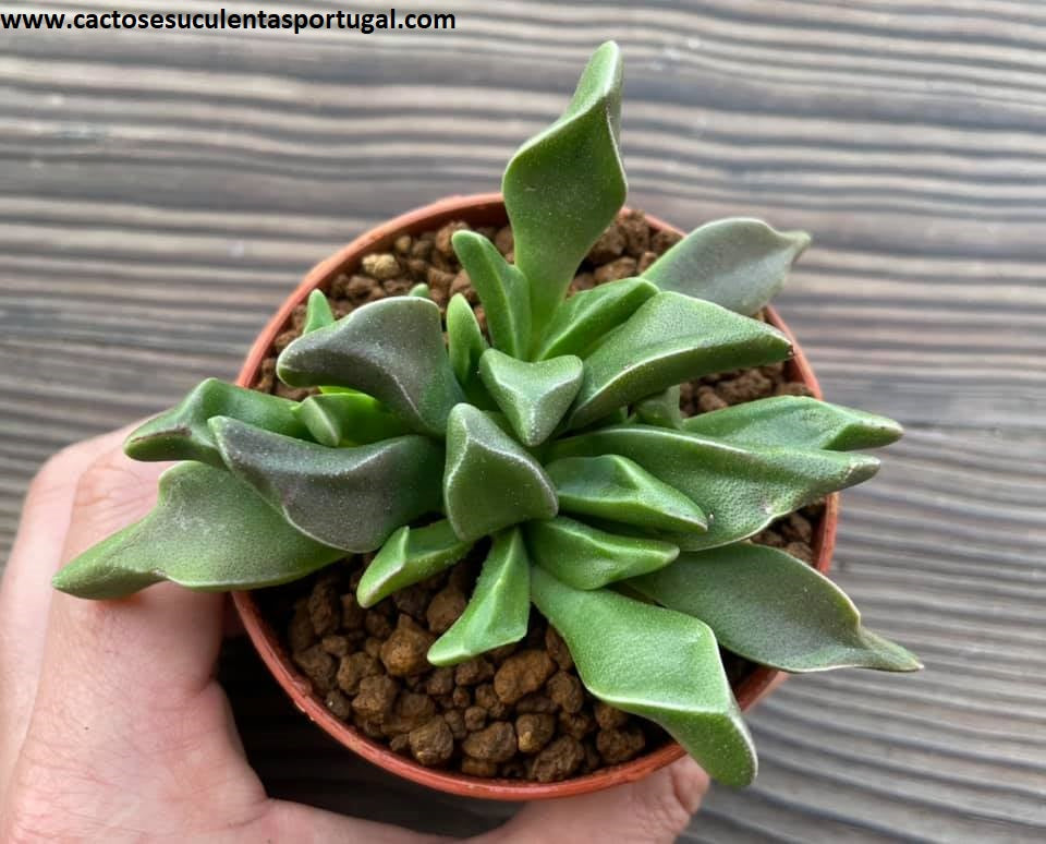 Rhombophyllum rhomboideum