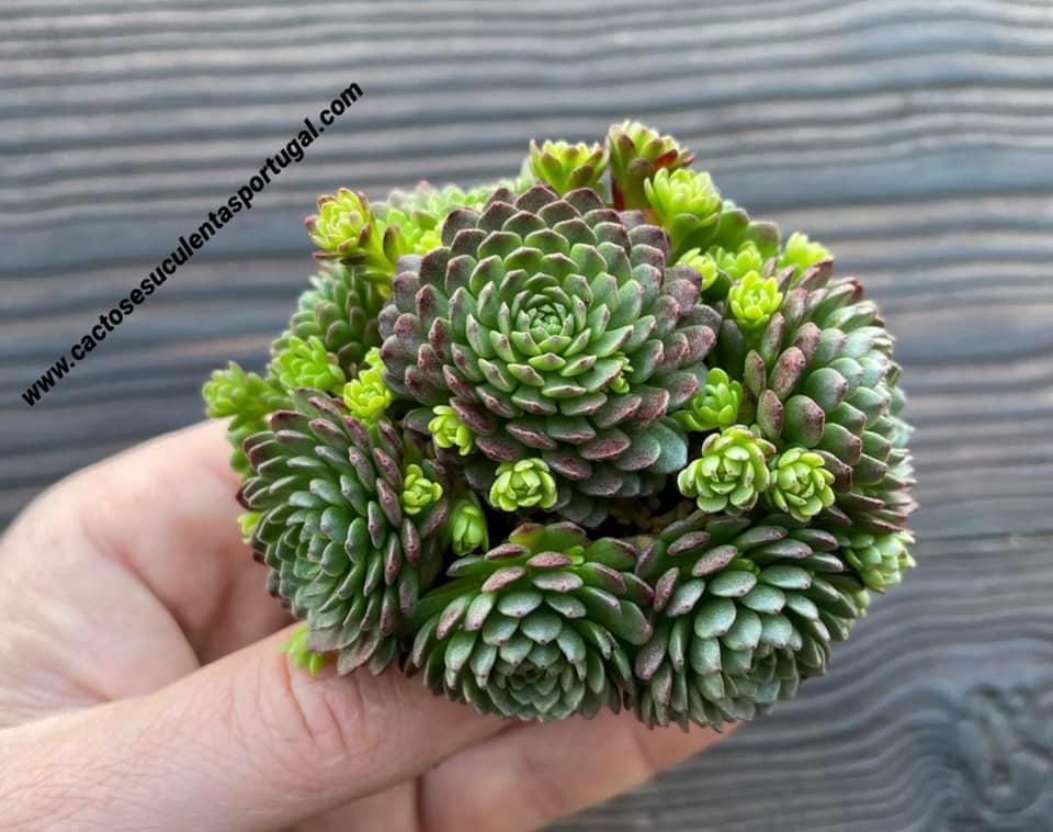Rosularia prometheum var. serpentinicum