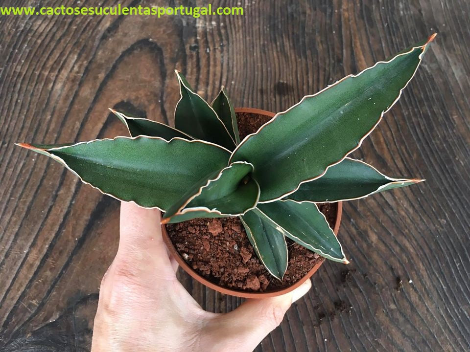 Sansevieria Ehrenbergii Samurai Dwarf