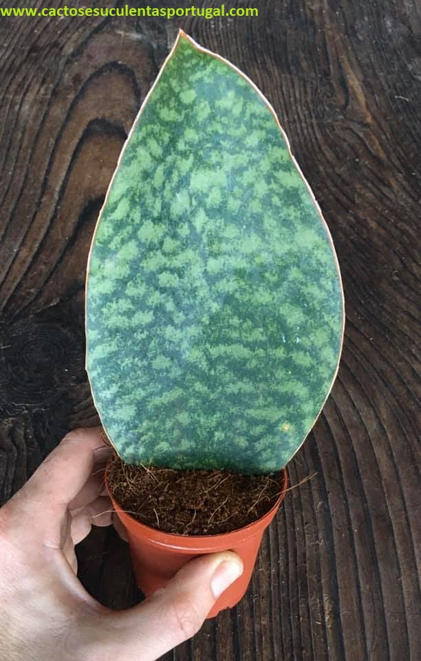 Sansevieria Masoniana Grandis