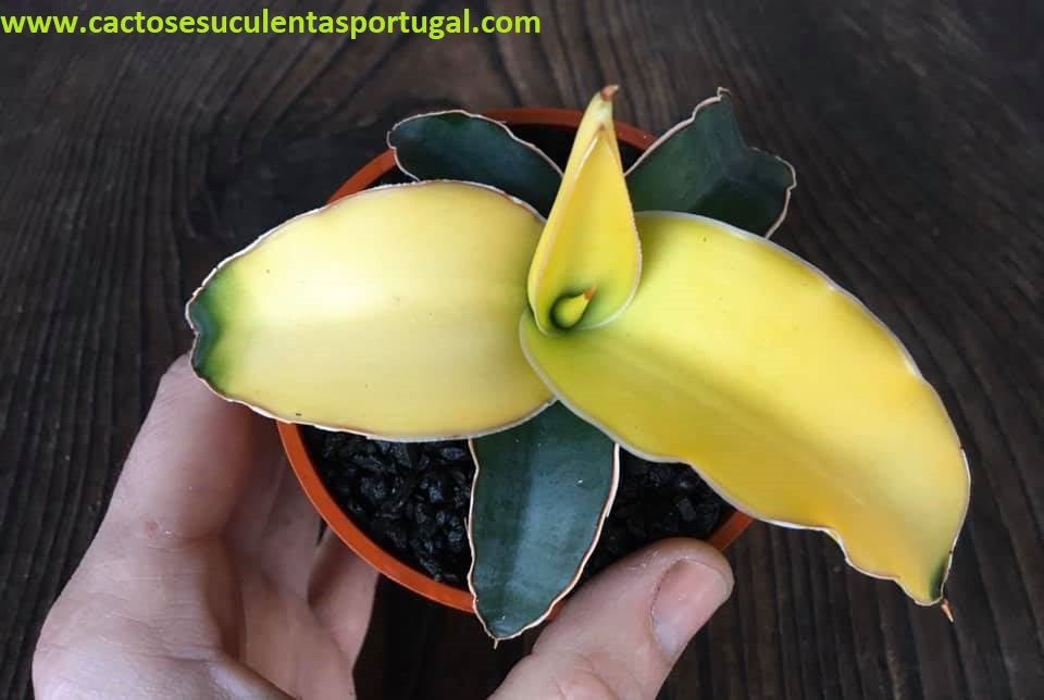 Sansevieria 'Star Canary'