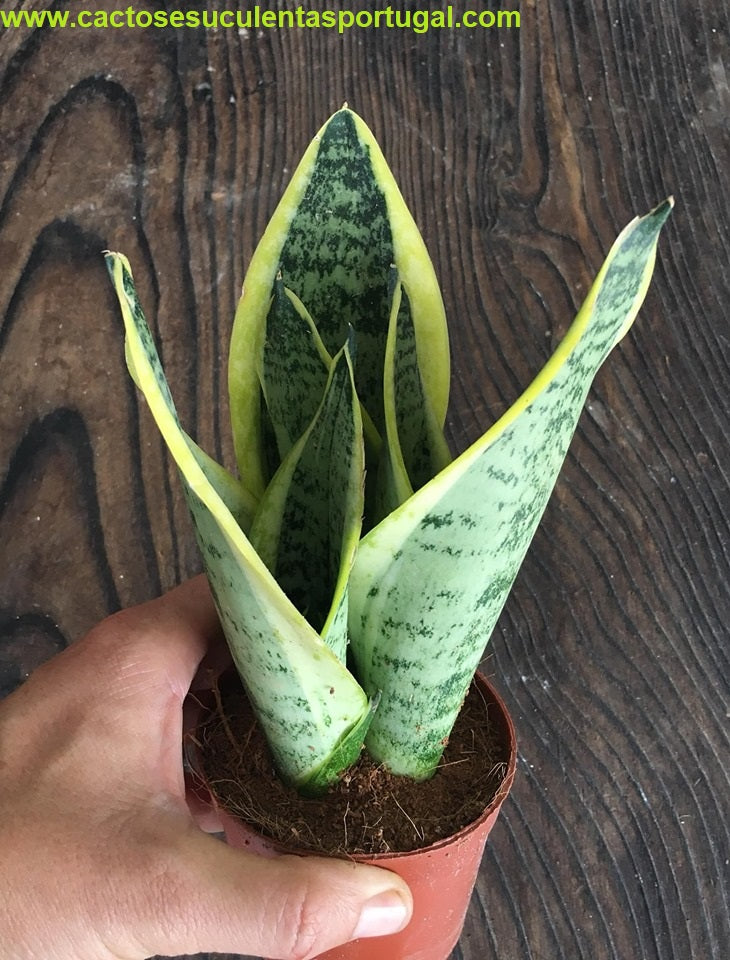 Sansevieria laurentii, espada de São Jorge