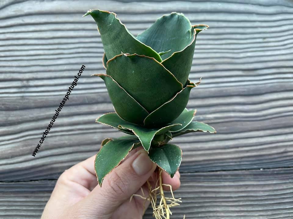 sansevieria rose Sansevieria cylindrica 'Star Rose'
