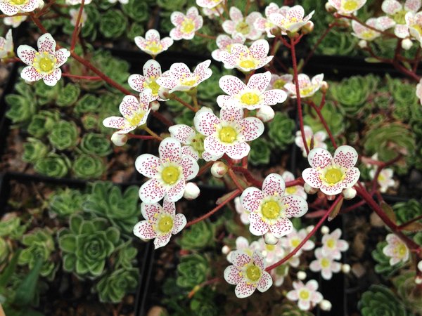 Saxifraga paniculata var. minutifolia