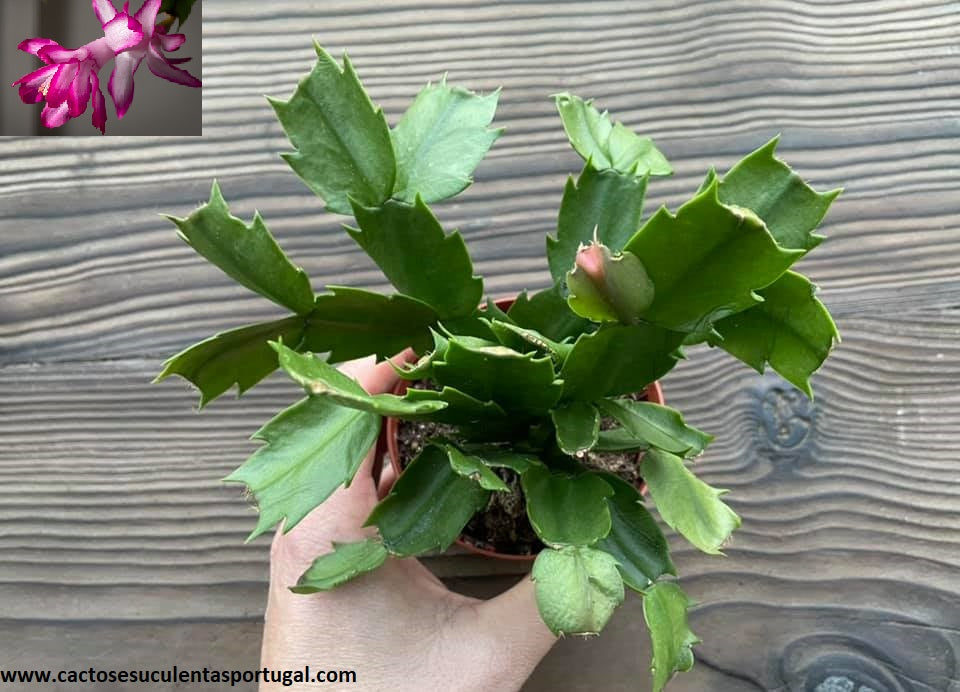Schlumbergera truncata, Flor de Maio