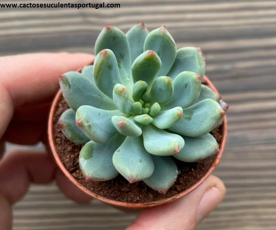 Sedeveria 'Blue Elf'