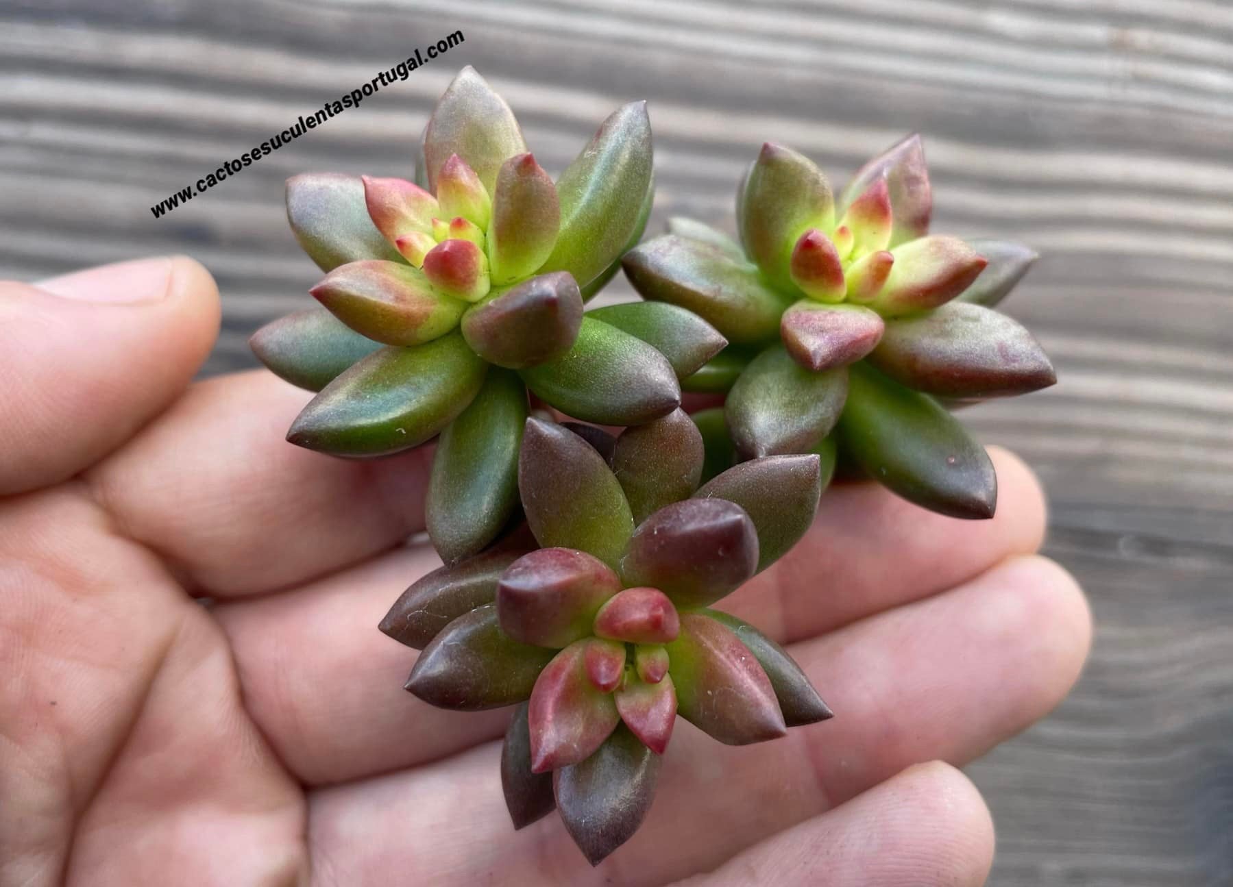 Sedeveria 'Jet Beads'