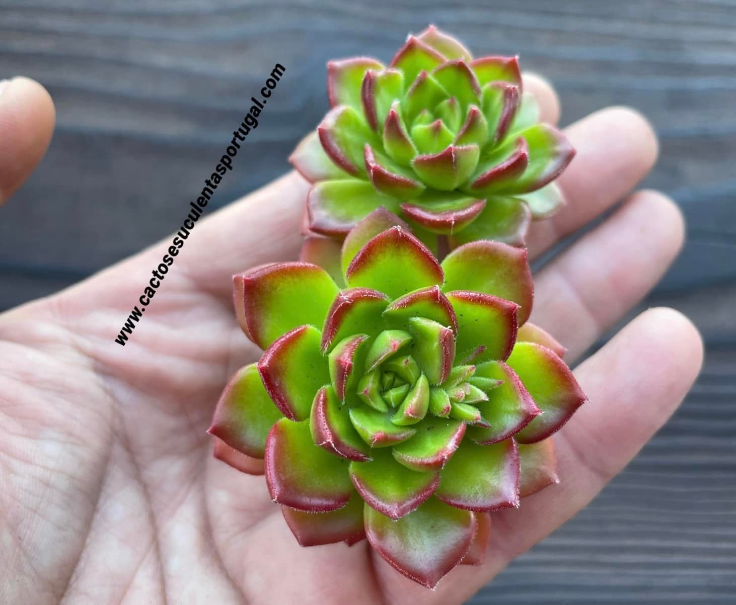 Sedeveria 'Letizia', Doppelkopf