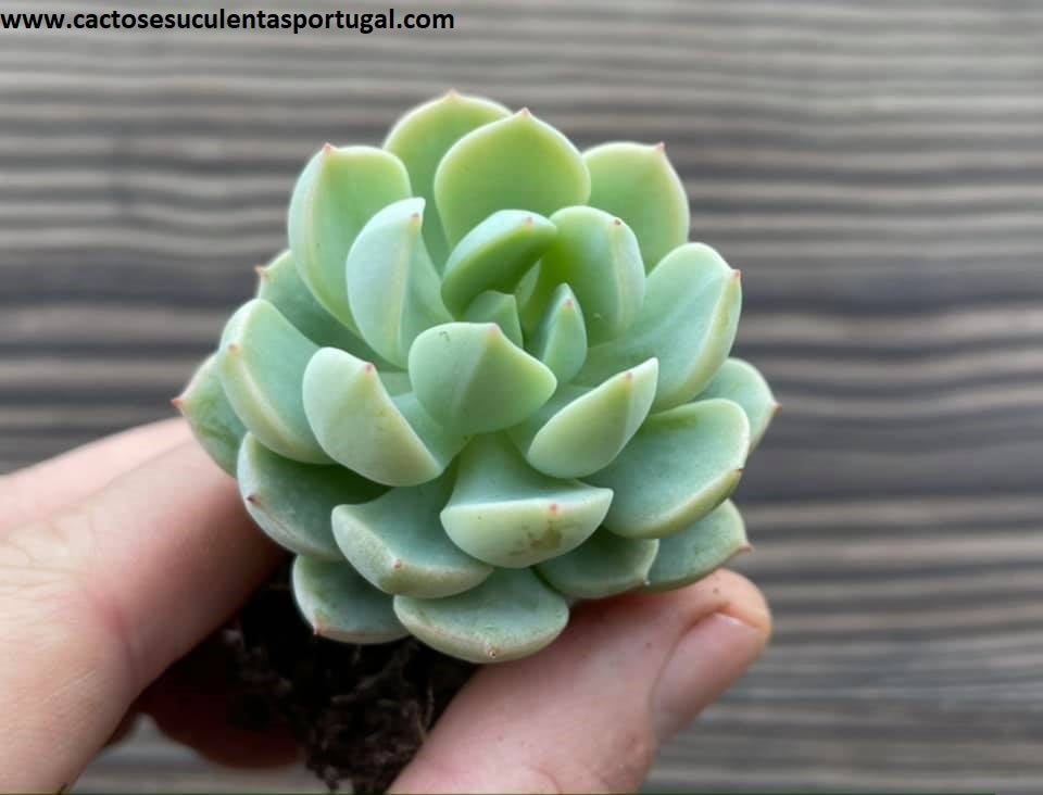 Sedeveria 'Spring Jade'
