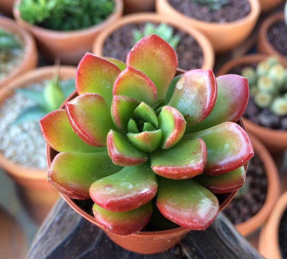 Sedeveria 'Letizia'
