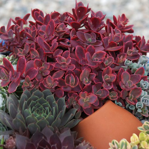 Sedum Sunsparkler "Wildfire"