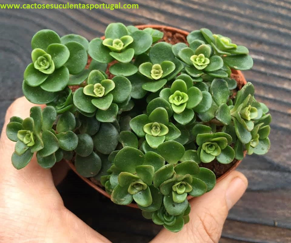 Sedum Makinoi Tundra Tornado