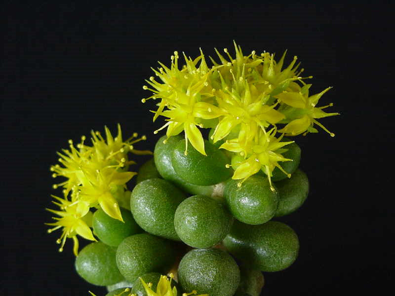 Sedum hernandezii