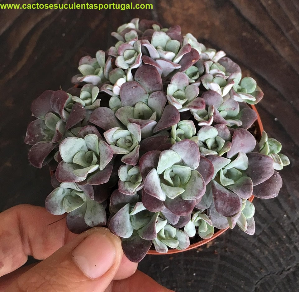 Sedum spathulifolium Purpureum