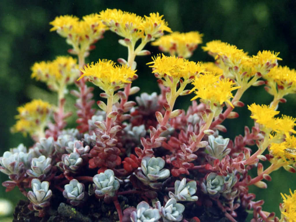 Sedum spathulifolium 'Purpureum'