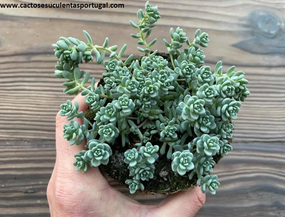 Sedum dasyphyllum 'Major'