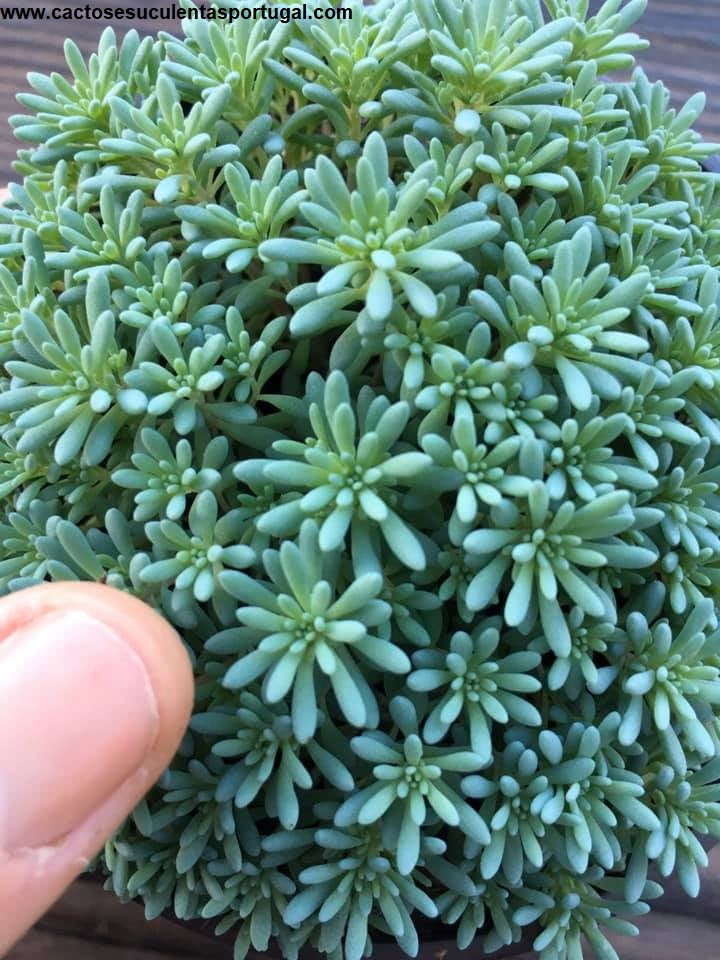 Sedum Hispanicum, "Blue Carpet" Tiny Buttons Stonecrop