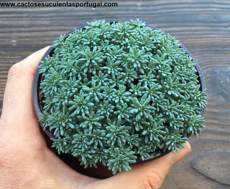 blue carpet succulent Sedum Hispanicum, "Blue Carpet" Tiny Buttons Stonecrop