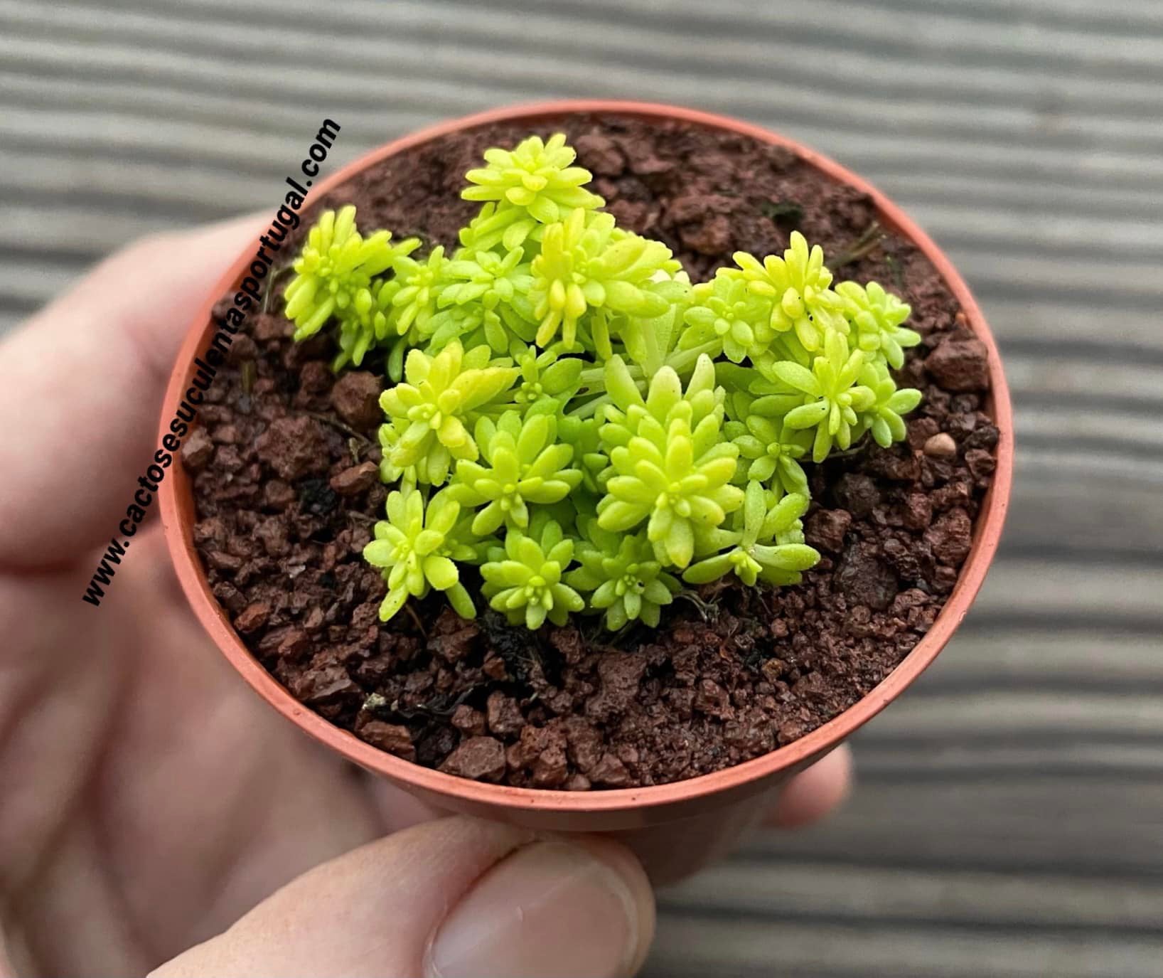 Sedum japonicum'TOKYO SUN', sedum oro