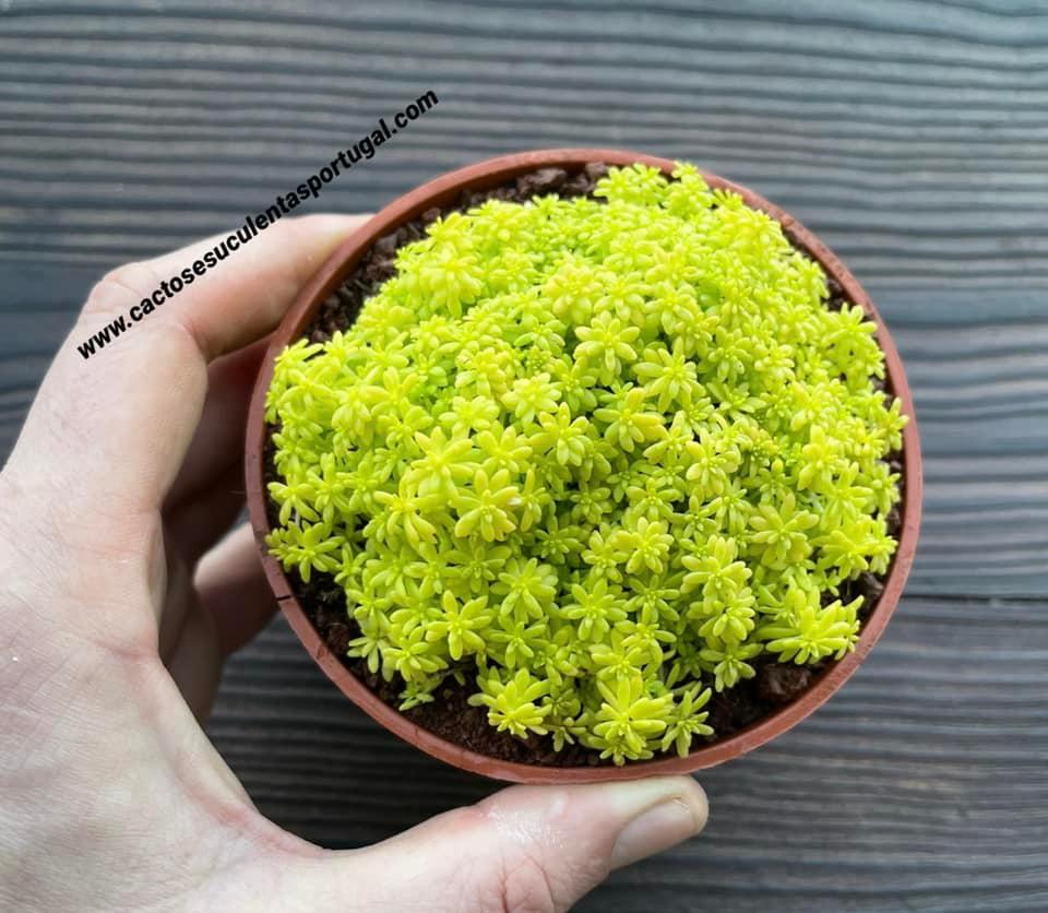 Sedum japonicum'TOKYO SUN' / Sedum oro