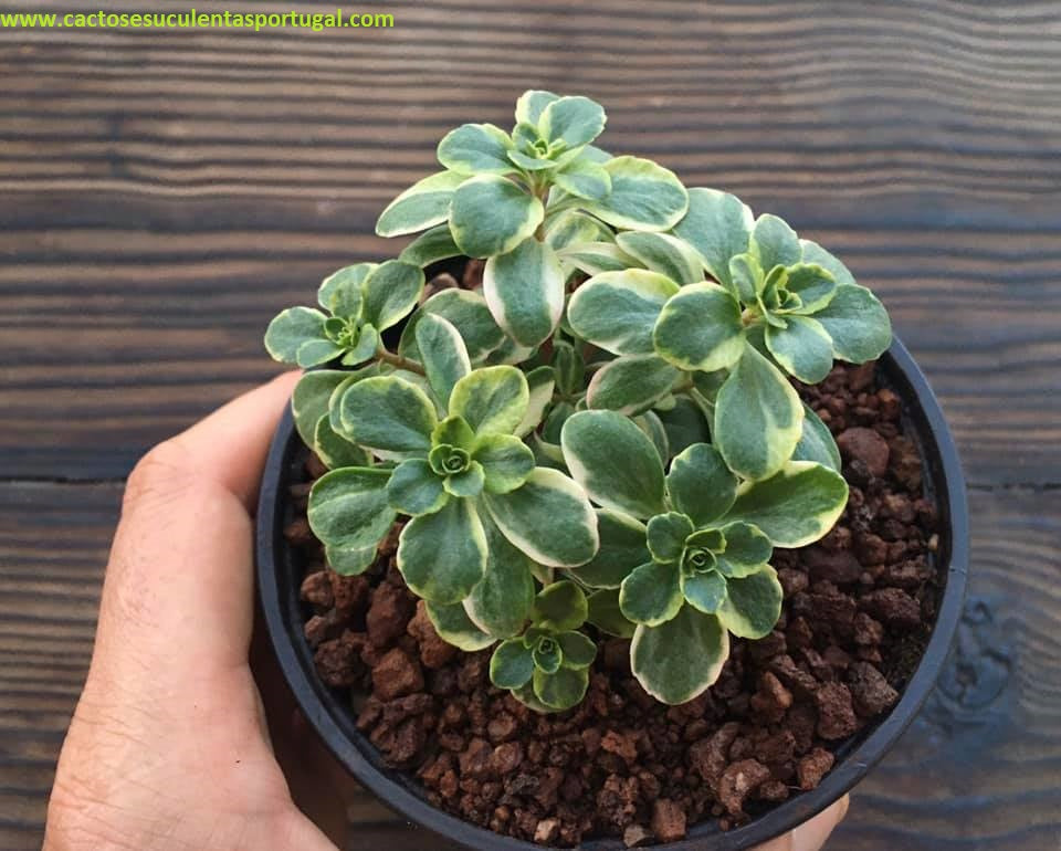Sedum kamtschaticum f. variegatum