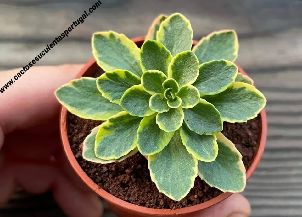 Sedum kamtschaticum f. variegatum