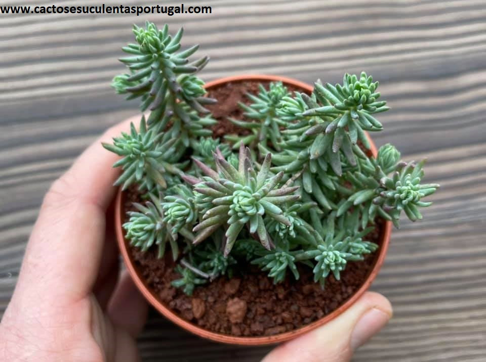 Sedum rupestre 'Blue Spruce'