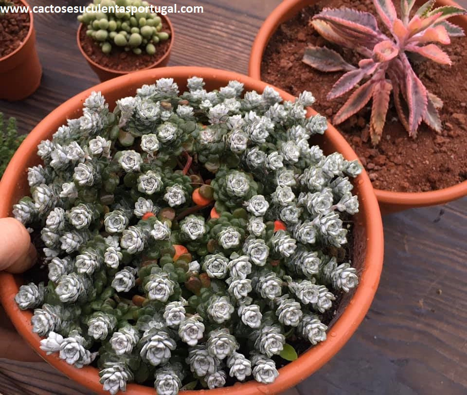 Sedum spathulifolium "Cape Blanco"