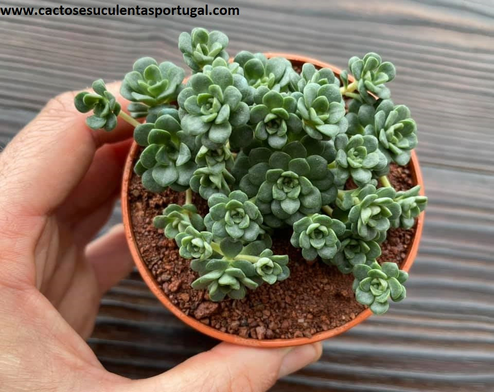green blob succulent Sedum spathulifolium 'Green Blob'