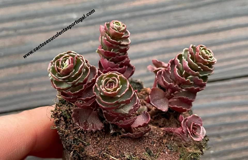 Sedum spurium 'Mahogany Red'