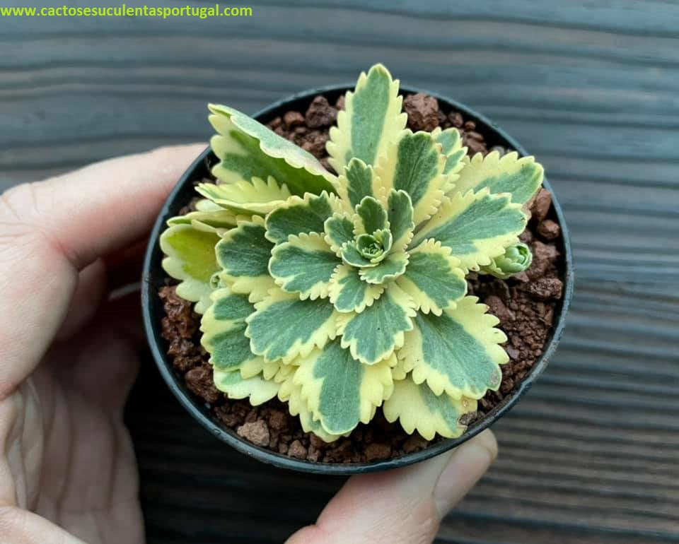 Sedum takesimense 'Atlantis'