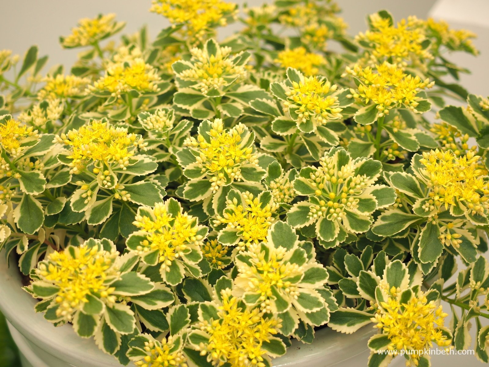 Sedum takesimense 'Atlantis'