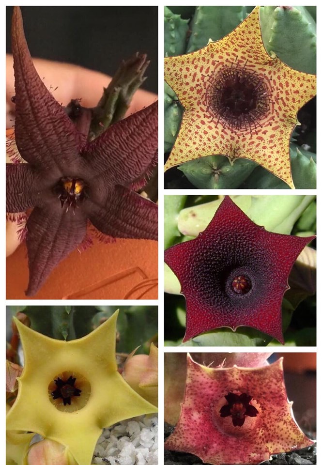 Venda de Suculentas Selecção Asclepias