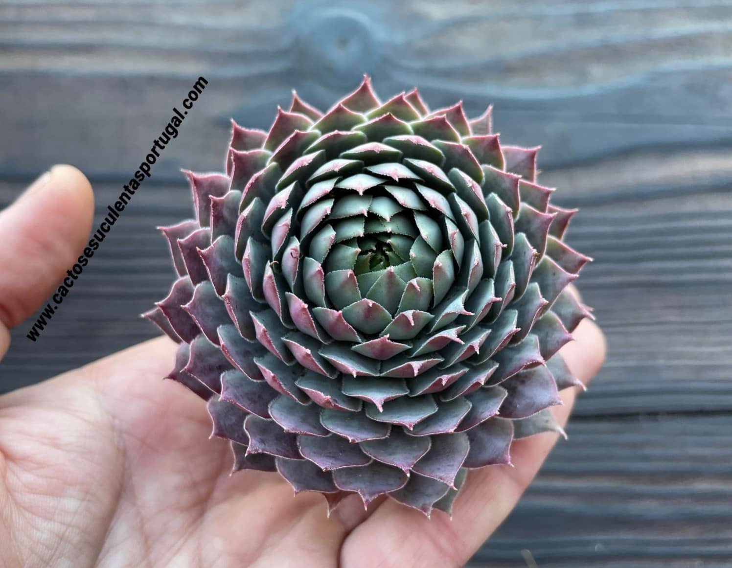 Sempervivum Chick Charms 'Berry Blues'