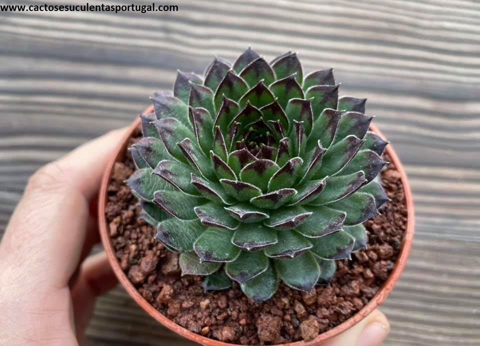 Sempervivum 'Reinhardt'