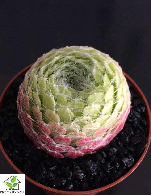 Sempervivum arachnoideum 'Cebenese'