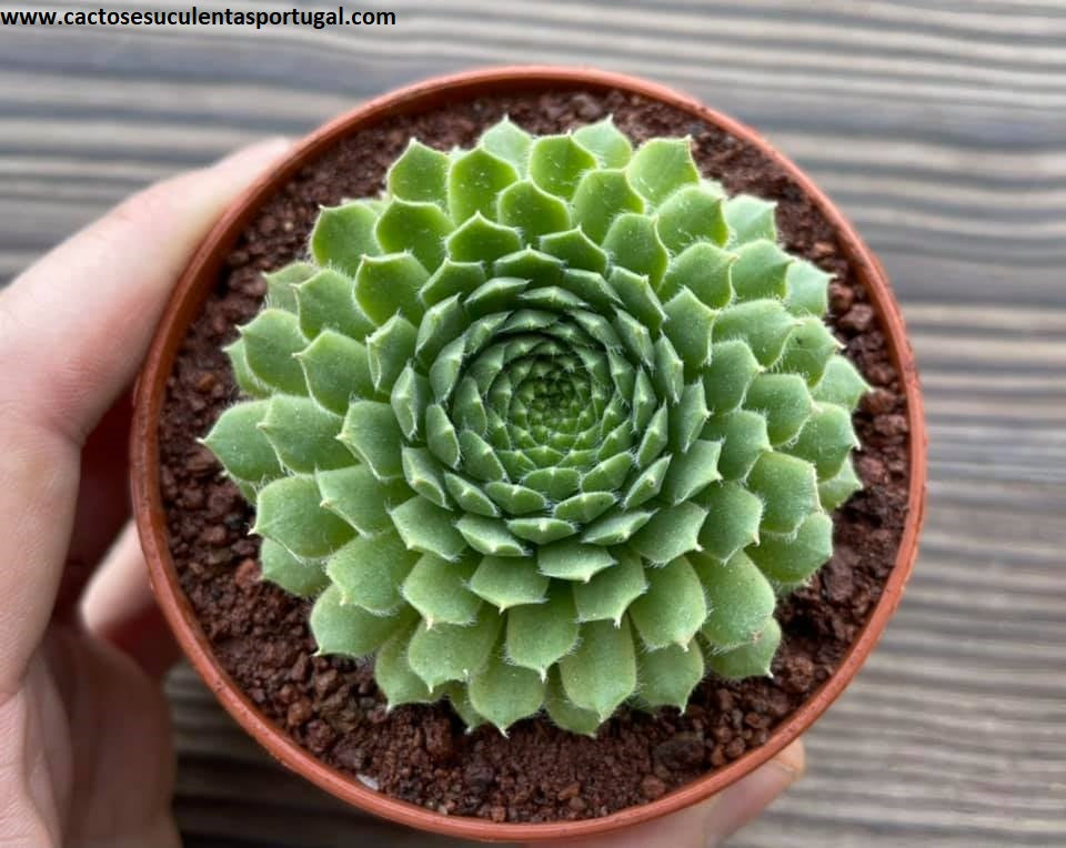 Sempervivum arachnoideum ‘Alpha’
