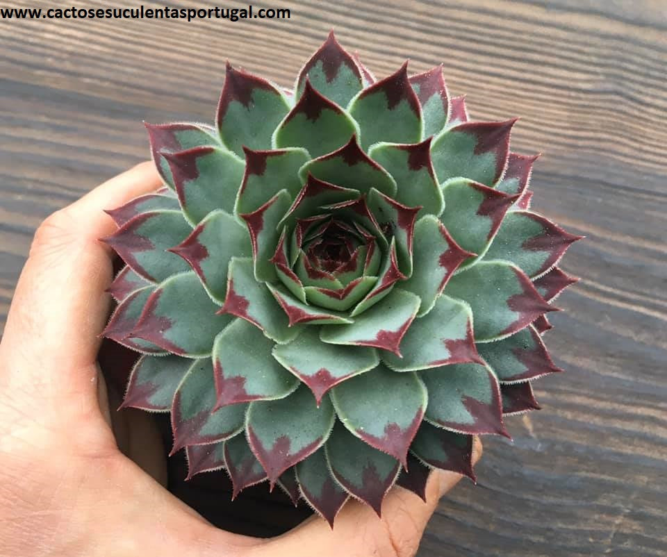 Sempervivum calcareum